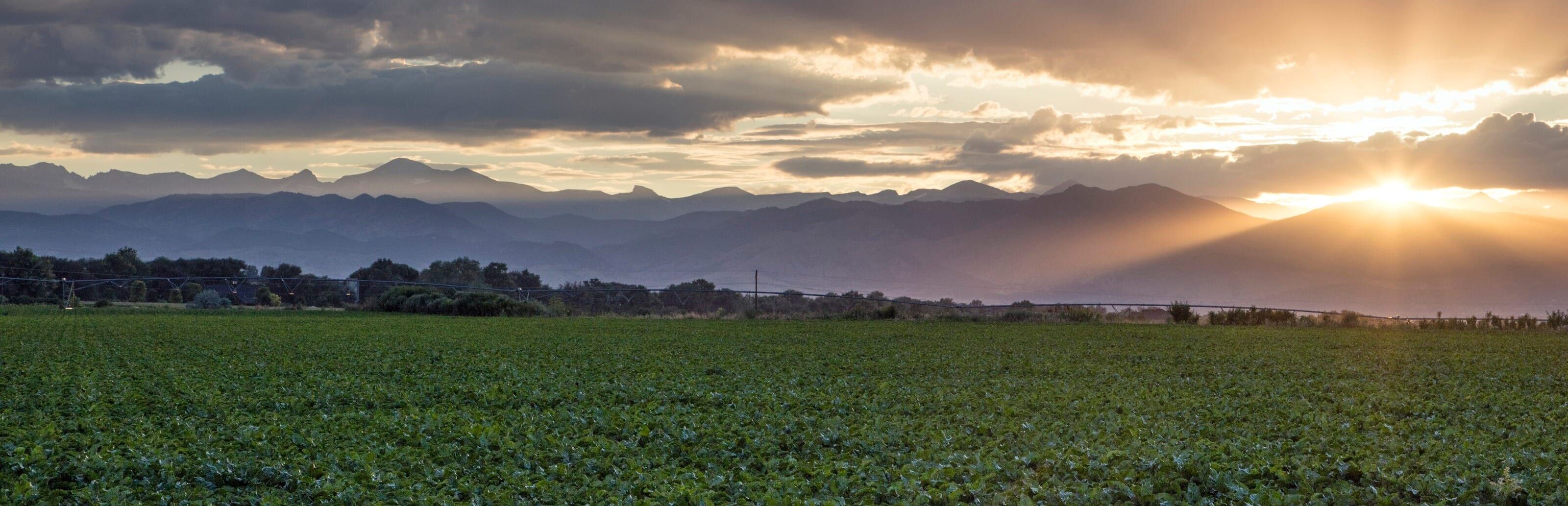 A green field at sunset with the sun low behind the Front Range, dark storm clouds above and rays of light fanning out across the sky